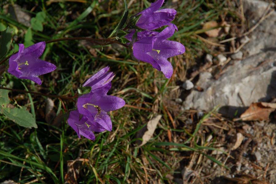 Campanula trachelium / Campanula selvatica